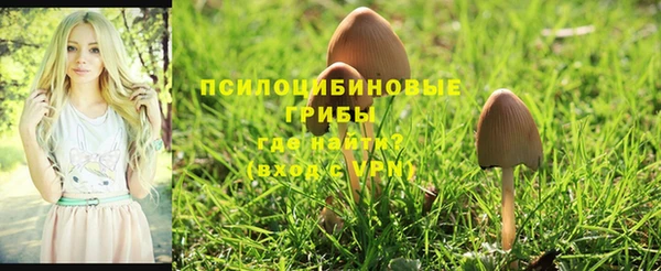 индика Алзамай